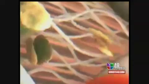 Están sus hijos ingiriendo las sufrientes vitaminas y minerales que necesitan?