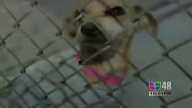 Que Hacer Para Proteger A Las Mascotas Del Frío