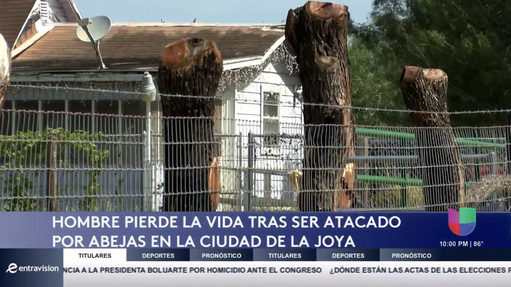 Tragedia en La Joya: Abejas Asesinan a Hombre de la Tercera Edad