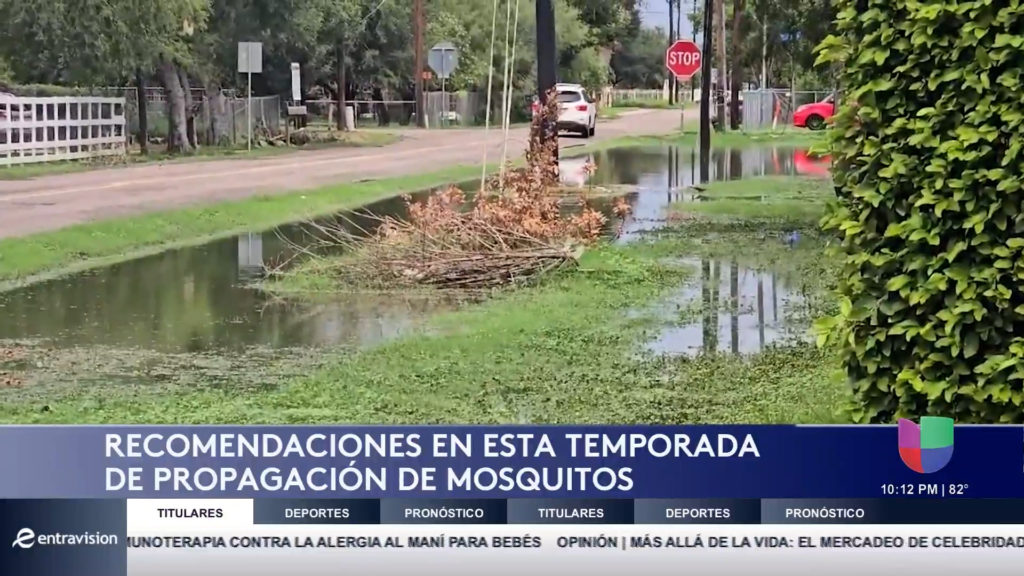 Alerta en el Valle: Aumenta la Propagación de Mosquitos Tras las Lluvias