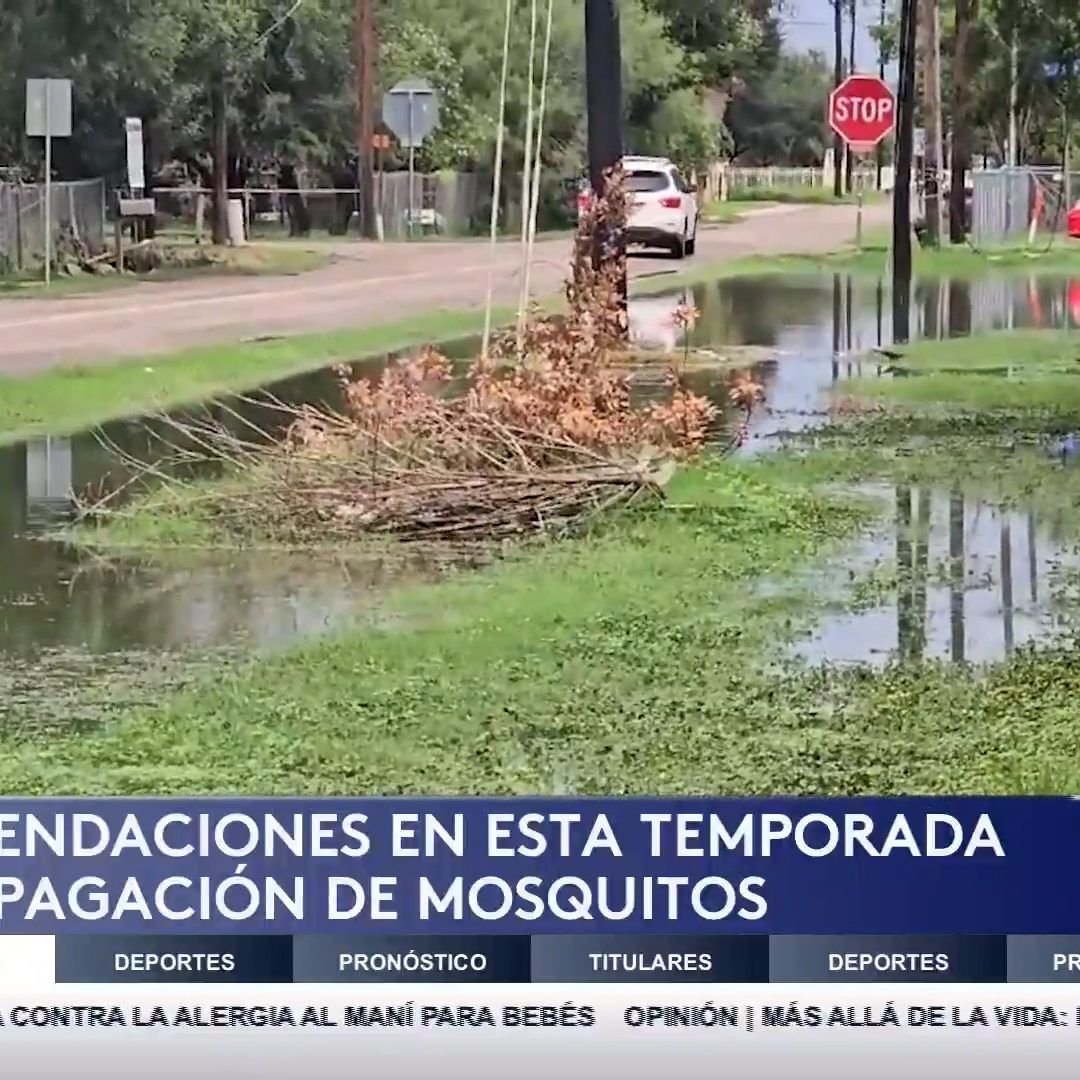 Alerta en el Valle: Aumenta la Propagación de Mosquitos Tras las Lluvias