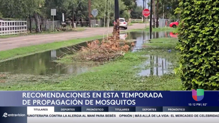 Alerta en el Valle: Aumenta la Propagación de Mosquitos Tras las Lluvias