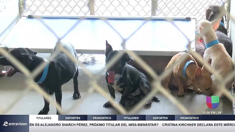 McAllen Limita el Número de Mascotas por Hogar en Esfuerzo por Combatir Hacinamiento Animal