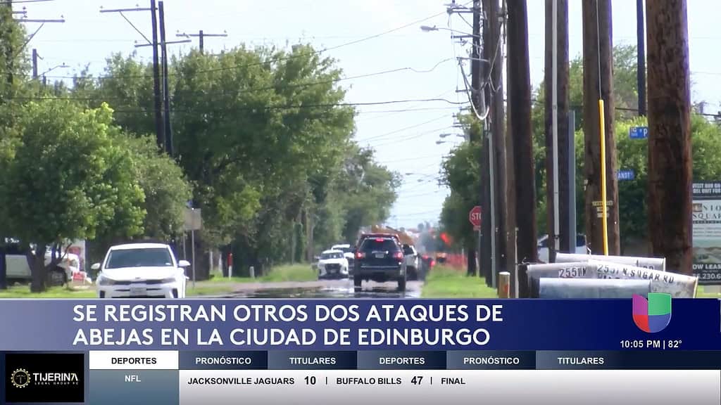 Ataques de Abejas en Edimburgo Dejan a Víctimas en Estado Crítico: Bomberos Emiten Advertencias