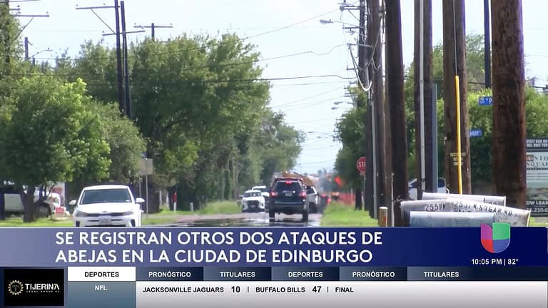 Ataques de Abejas en Edimburgo Dejan a Víctimas en Estado Crítico: Bomberos Emiten Advertencias