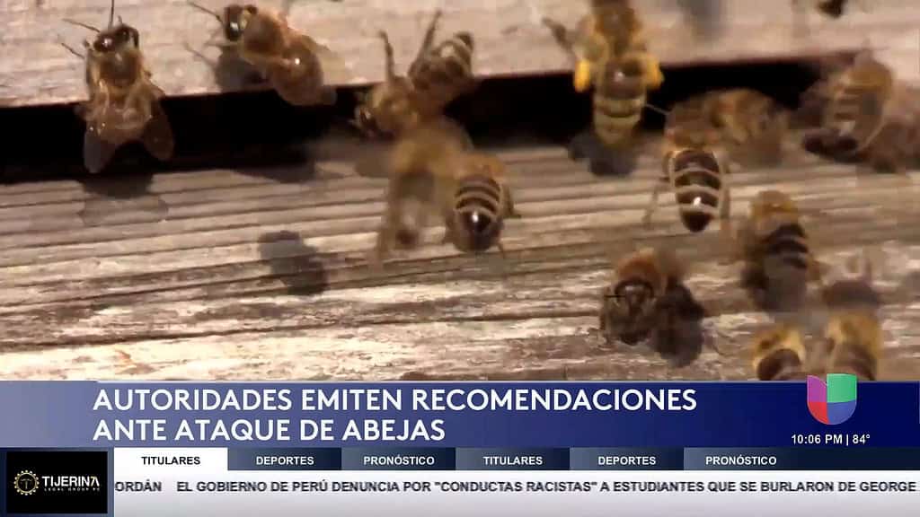 Ataque de Abejas en Edinburg Deja Dos Personas Hospitalizadas: Autoridades Emiten Advertencias