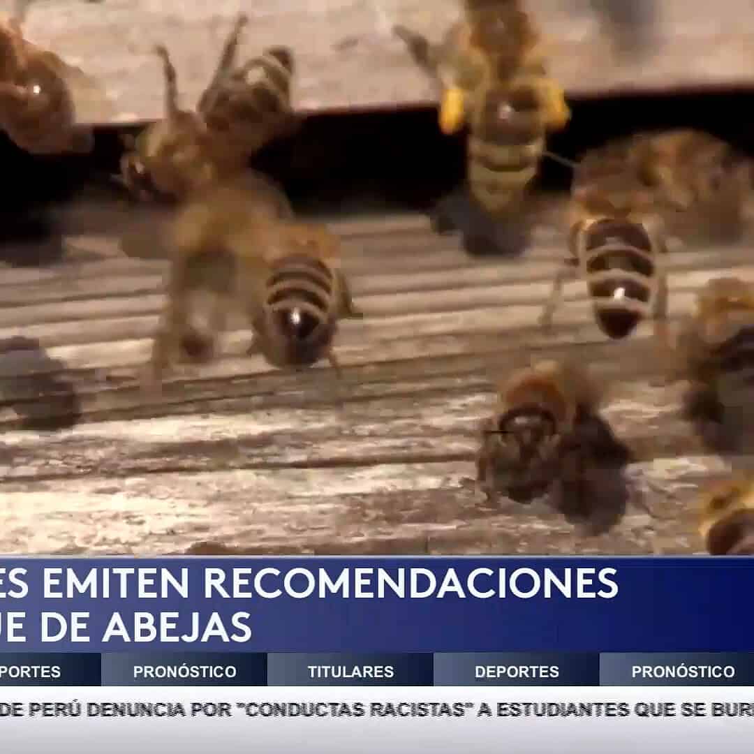 Ataque de Abejas en Edinburg Deja Dos Personas Hospitalizadas: Autoridades Emiten Advertencias
