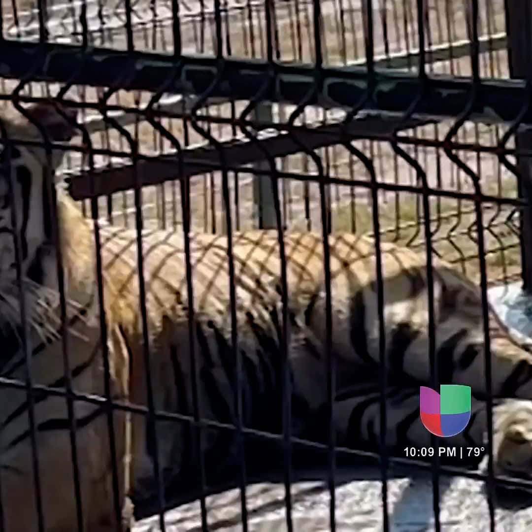 Tigre Escapa de Zoológico en Reynosa: Autoridades Continúan Búsqueda