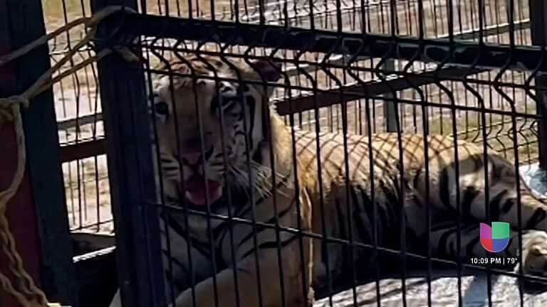 Tigre Escapa de Zoológico en Reynosa: Autoridades Continúan Búsqueda