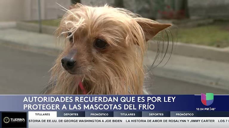 ¡Cuidado! No proteger a las mascotas del frío puede ser ilegal