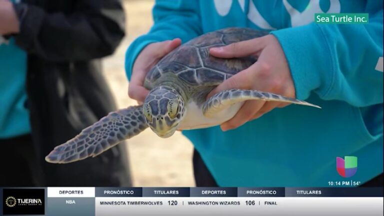 Tortugas Marinas Rescatadas: Iniciativa Gratuita en Playa del Condado de Cameron