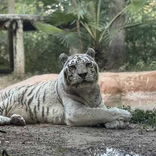 Fallece Neb, el tigre blanco rescatado que vivió 17 años en Gladys Porter Zoo