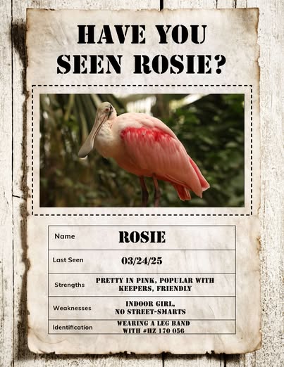 Rosie, la espátula rosada de Gladys Porter Zoo, escapa durante traslado