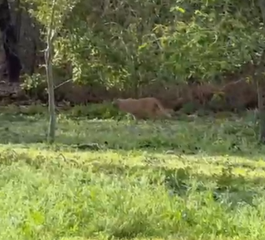 Alertan de gato montes en el área de Cimarron en Mission