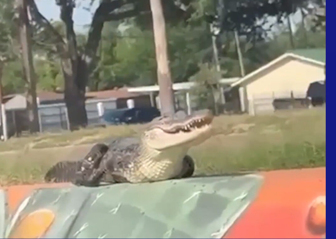 Cocodrilo causa alarma en McAllen, logran retirarlo de la zona