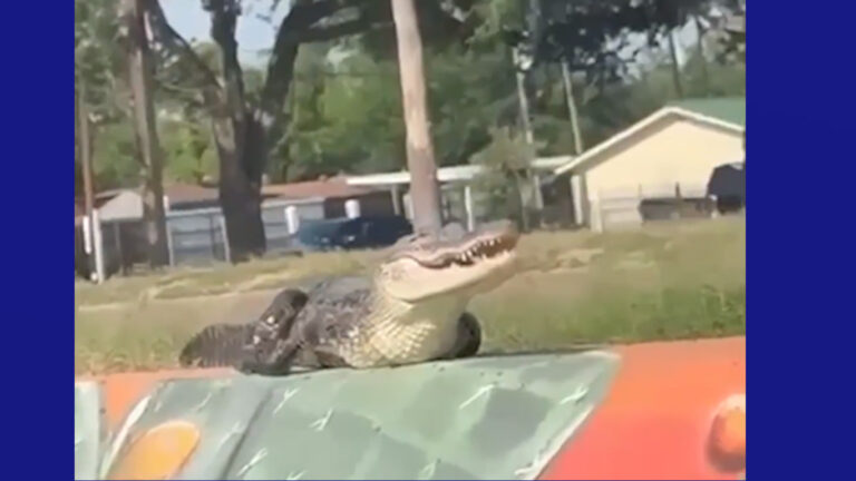 Cocodrilo causa alarma en McAllen, logran retirarlo de la zona