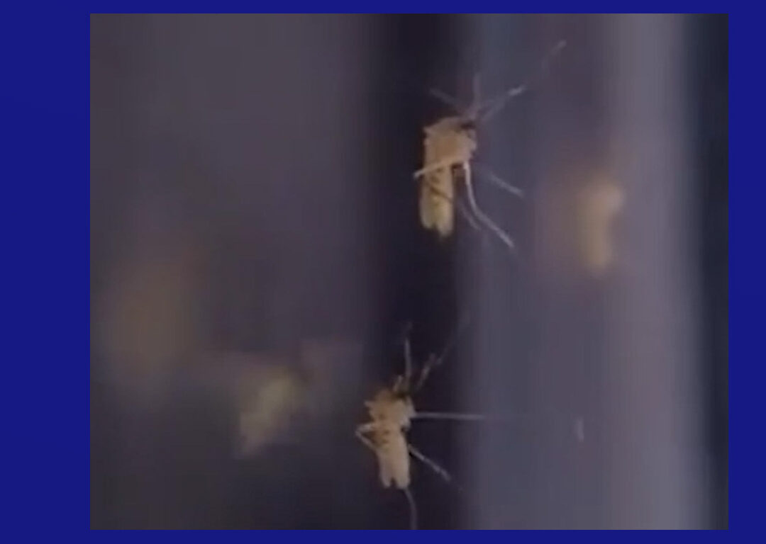Inundaciones atraen mosquitos a la región y autoridades recomiendan tomar precaución