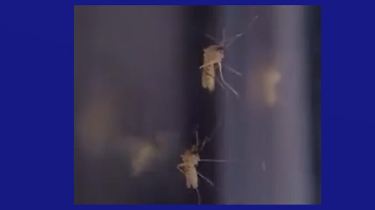 Inundaciones atraen mosquitos a la región y autoridades recomiendan tomar precaución