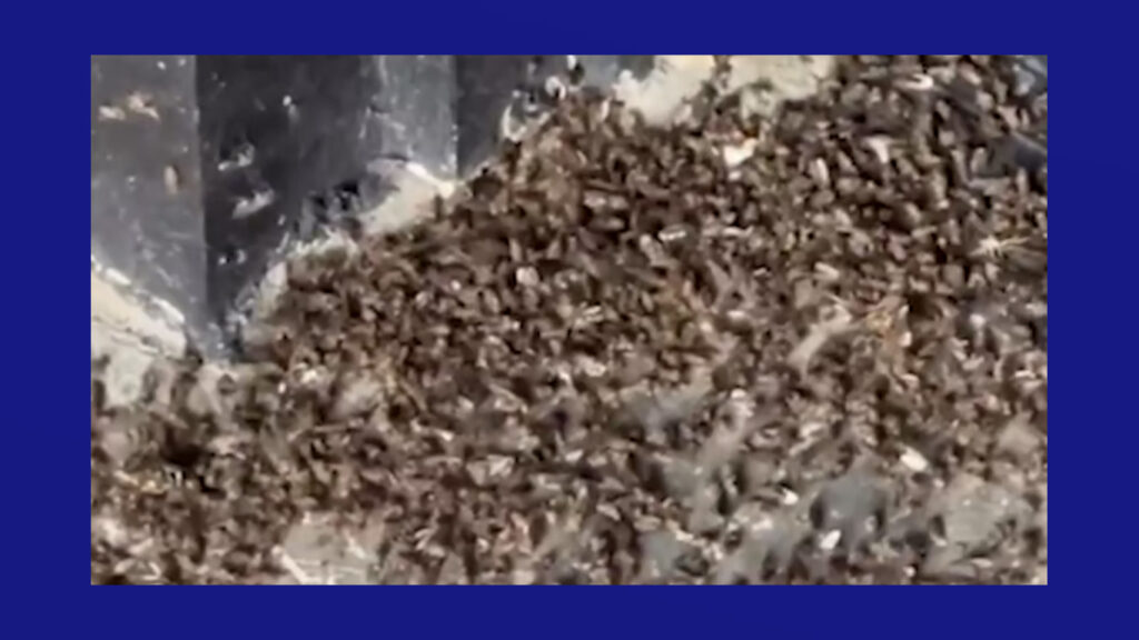 Plaga de mosquitos desata molestia entre vecinos de Hidalgo