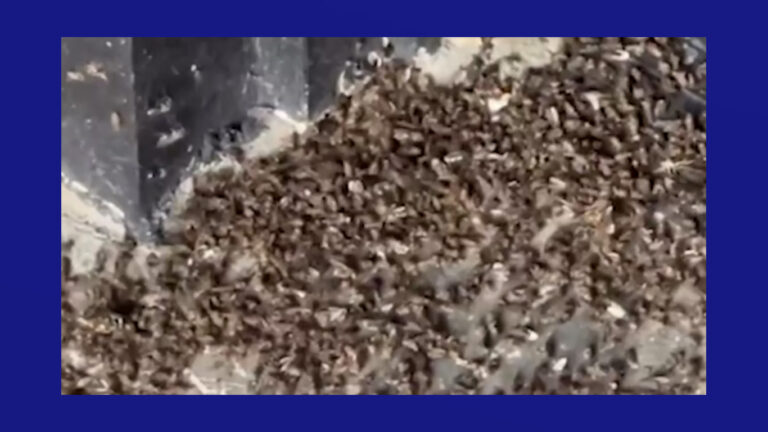 Plaga de mosquitos desata molestia entre vecinos de Hidalgo