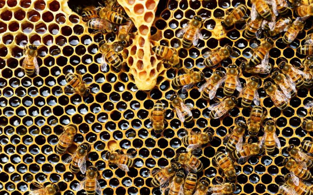 Ataque de abejas deja varios lesionados en Palmhurst