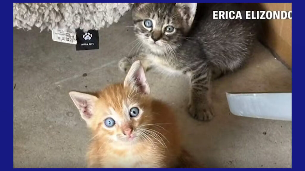 Muertes de gatos en McAllen alertan a la comunidad por brote de enfermedad