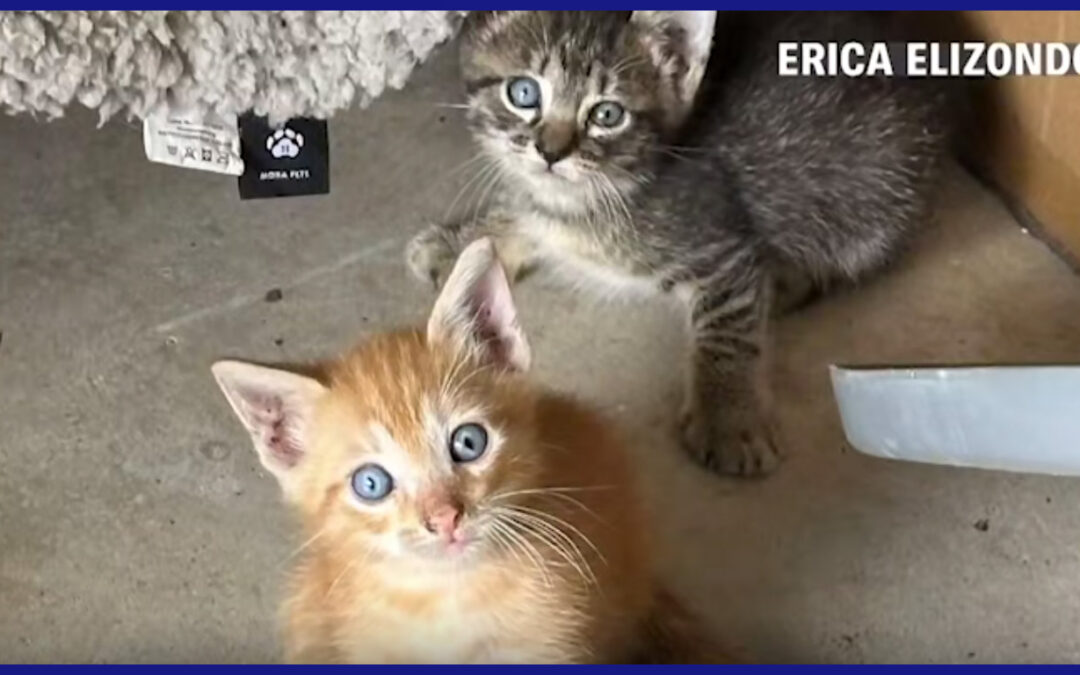 Muertes de gatos en McAllen alertan a la comunidad por brote de enfermedad
