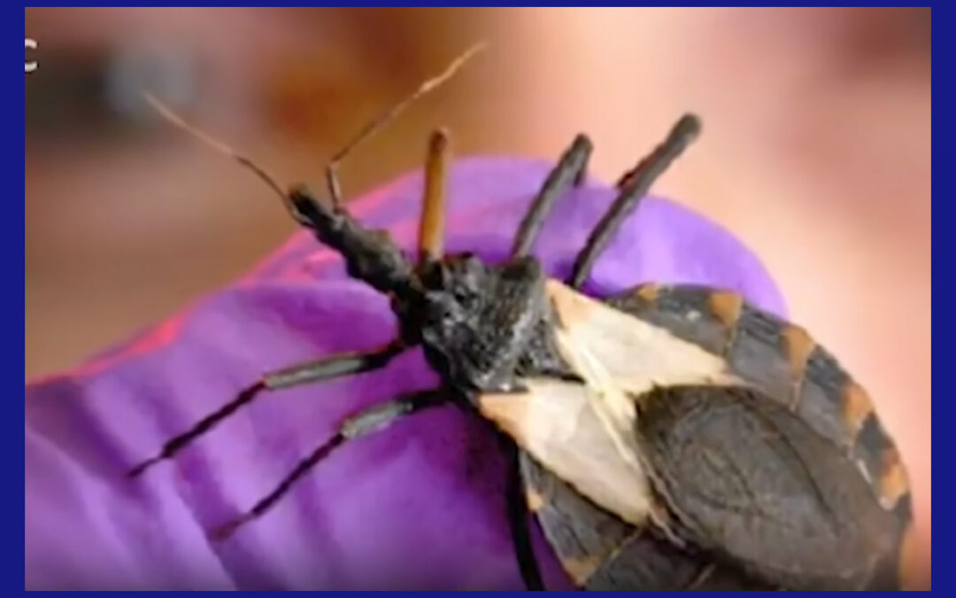 Chagas: La creciente preocupación en el sur de Texas