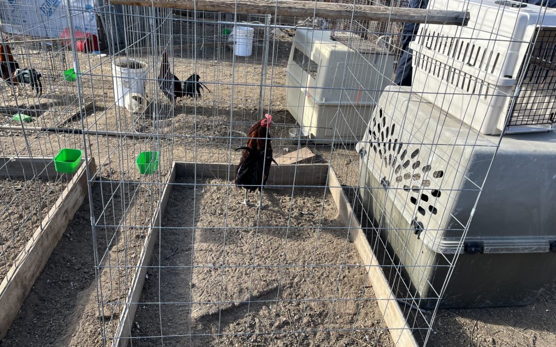 Decomiso de 77 aves presuntamente utilizadas en peleas de gallos en Commerce City