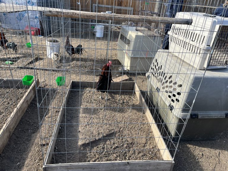 Decomiso de 77 aves presuntamente utilizadas en peleas de gallos en Commerce City