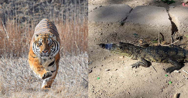 Sentencian a 17 años de prisión a líder del tráfico de fentanilo y animales entre Juárez y Albuquerque