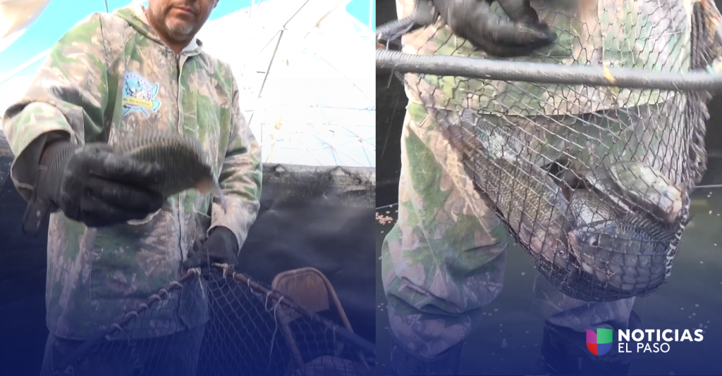 Tilapia en Samalayuca: La Sorpresa Acuícola del Desierto de Chihuahua