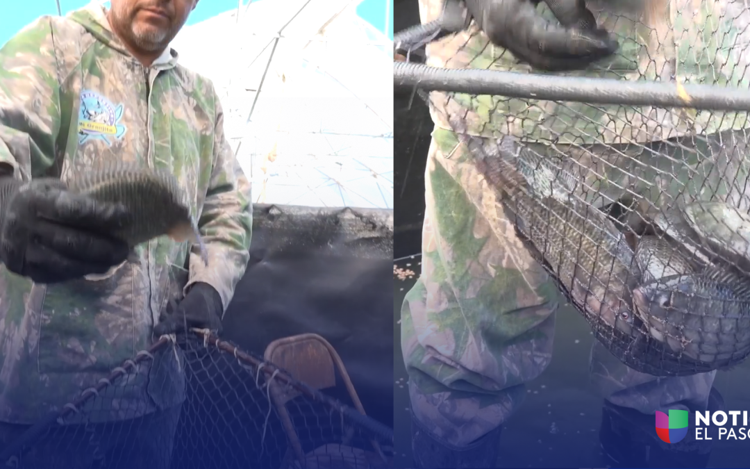 Tilapia en Samalayuca: La Sorpresa Acuícola del Desierto de Chihuahua