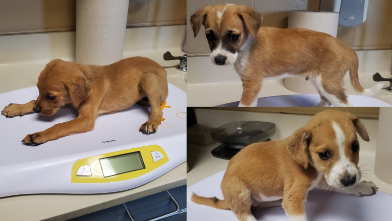 Wichita Animal Crisis: Over 800 Pets in Need of Homes This October