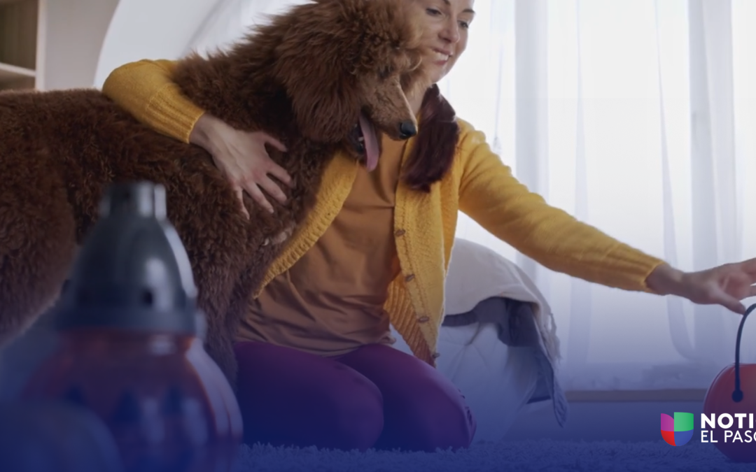 Consejos para Mantener a tus Mascotas Seguras Durante Halloween en El Paso