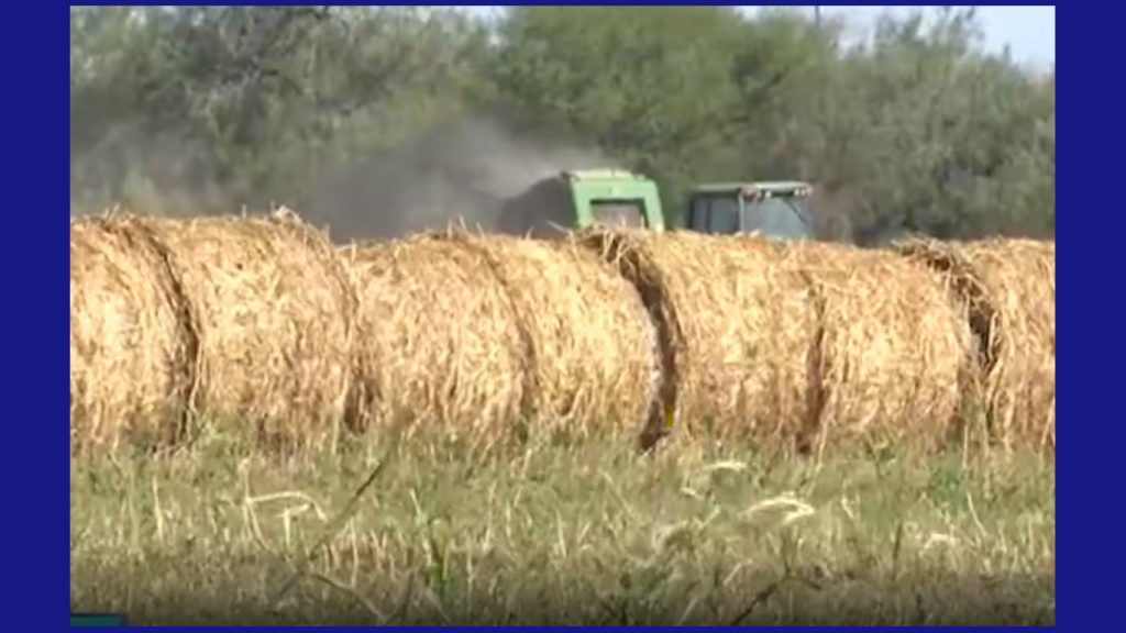 Agricultura en el Valle de Texas: Desafíos y ayudas económicas