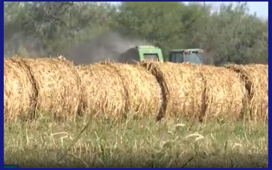 Agricultura en el Valle de Texas: Desafíos y ayudas económicas