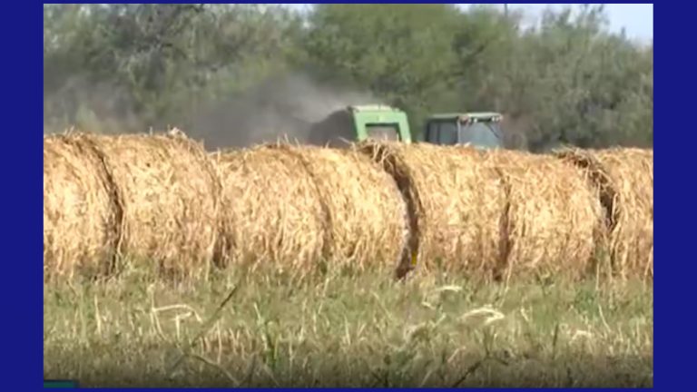Agricultura en el Valle de Texas: Desafíos y ayudas económicas