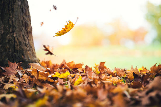 Reciclaje de Hojas en Lakewood: Programa Gratuito para Residentes del 15 al 30 de Noviembre