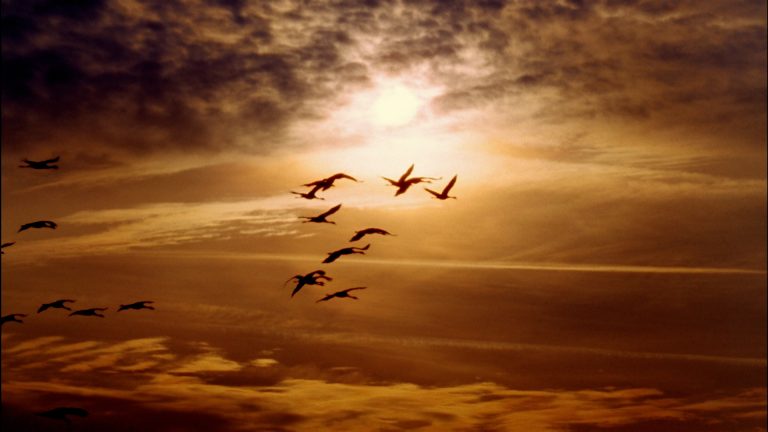 El riesgo de la gripe aviar aumenta en Colorado con la migración invernal de aves