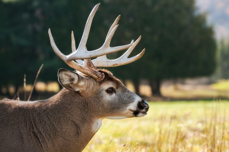 Seguridad Vial: Aumento del 16% en Accidentes con Animales en Colorado tras el Cambio de Hora