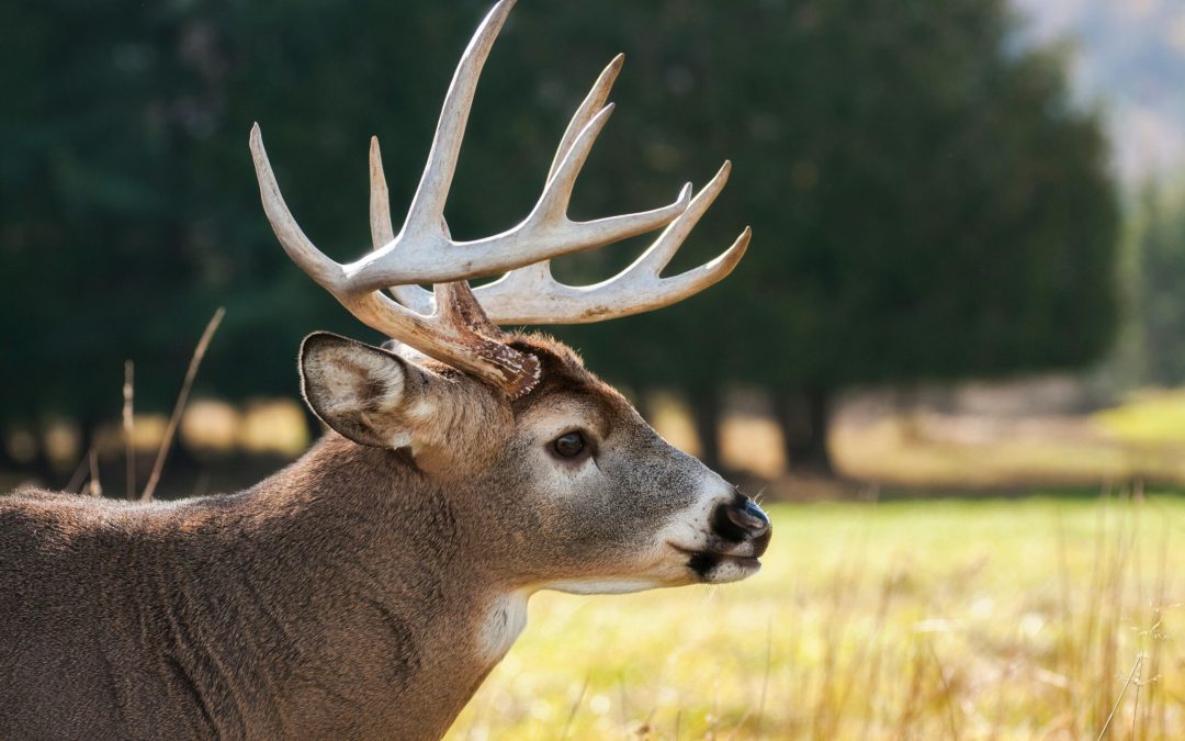 Seguridad Vial en Colorado: Aumentan los Accidentes con Animales un 16% Tras el Cambio de Hora