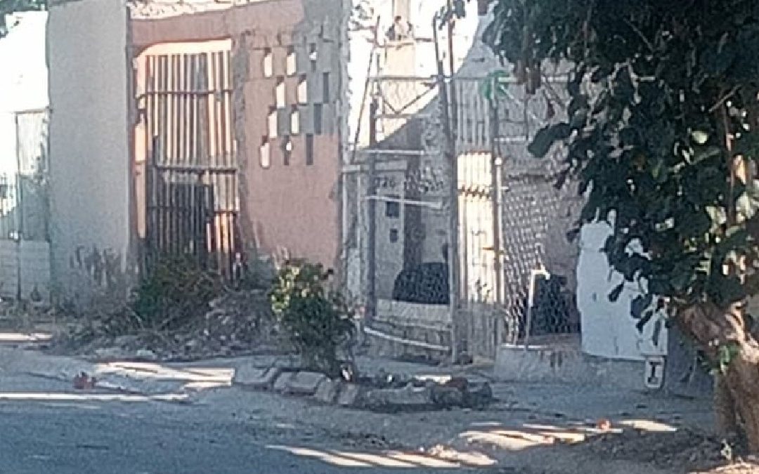 Foco de peligro en Quintas los Nogales: Perros agresivos amenazan la seguridad en Torreón
