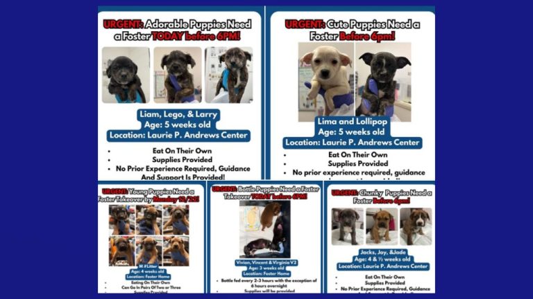 Centro Laurie P. Andrews solicita hogares temporales ante saturación de cachorros