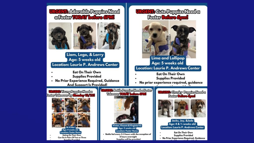 Centro Laurie P. Andrews solicita hogares temporales ante saturación de cachorros