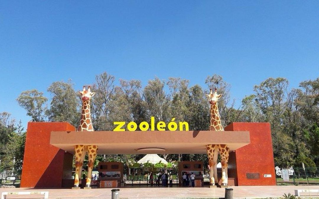 Zoológico de León Investiga Ataque Intencional de Jauría de Perros a Borregos