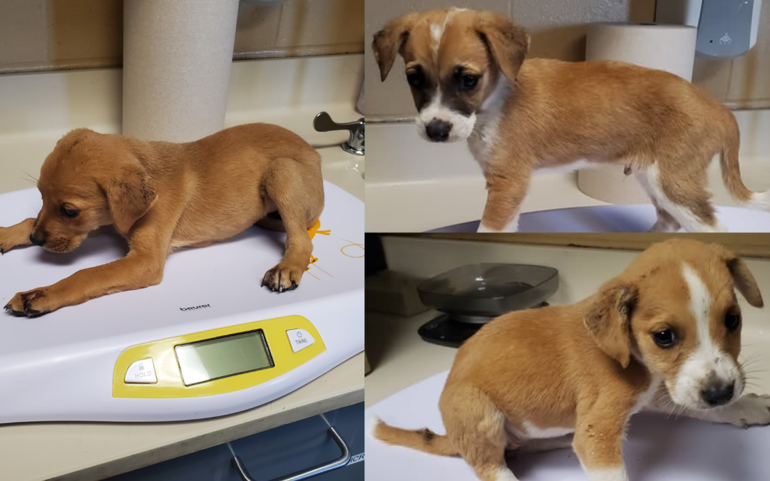 Crisis de Animales en Wichita: Más de 800 Mascotas Necesitan Tu Ayuda en el Refugio