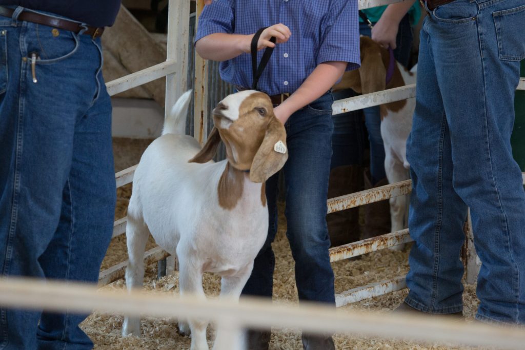 Récords Históricos en la Subasta Juvenil del National Western Stock Show en Denver