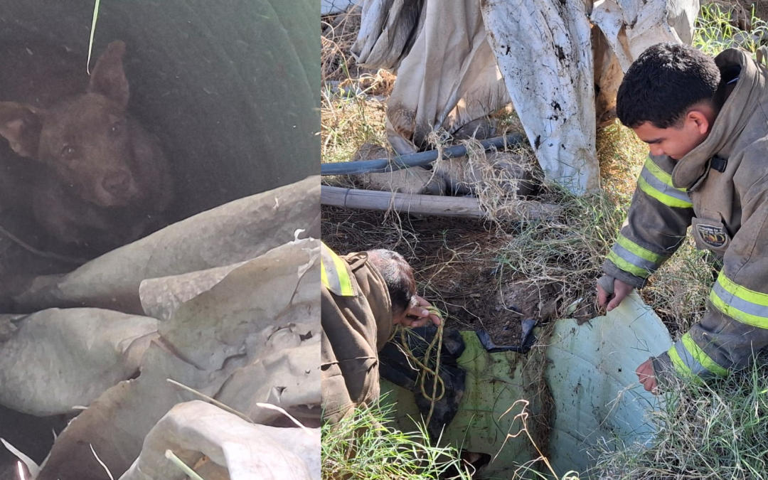 Rescate de perros: Tres animales salvados de un pozo en la colonia Partido Iglesias