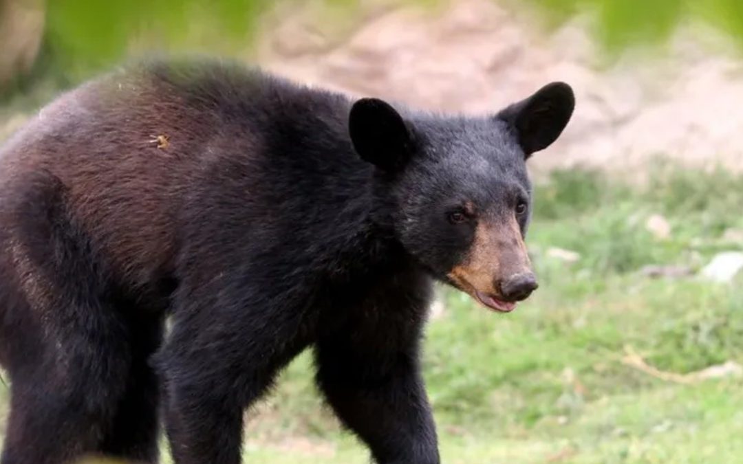 Nueva norma para la gestión de residuos y protección de fauna silvestre en Nuevo León